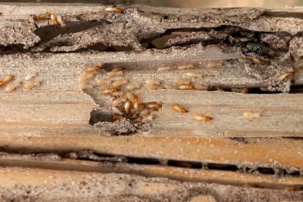 Best Bed Bug Extermination  in Atoka, TN